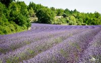 provence 2022