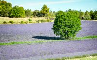 provence 2022