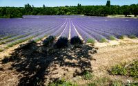 provence 2022