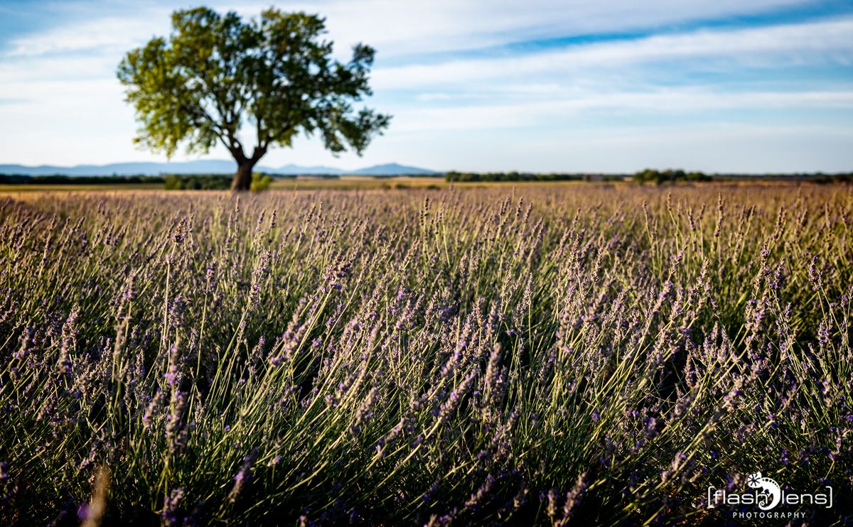 provence 2022
