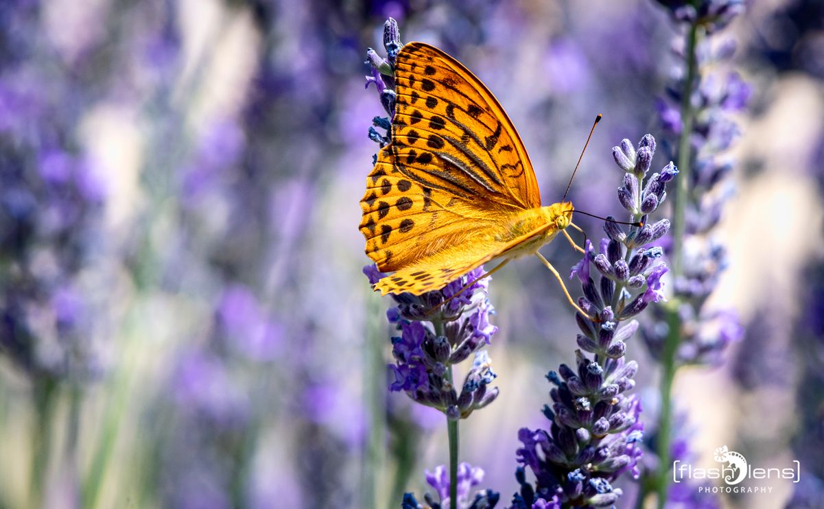 provence 2022