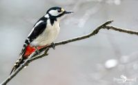 gartenvoegel
