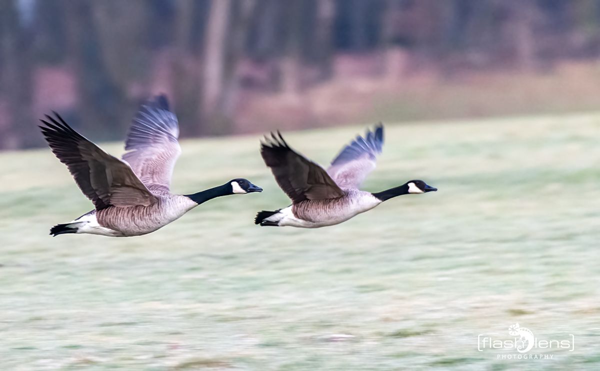 gartenvoegel