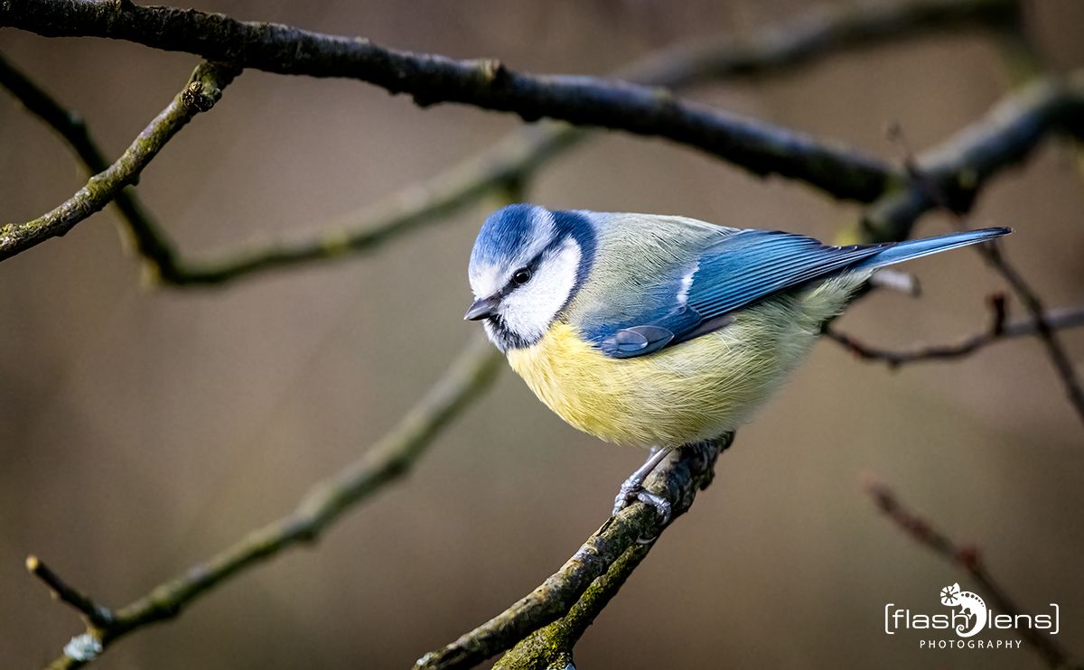 gartenvoegel