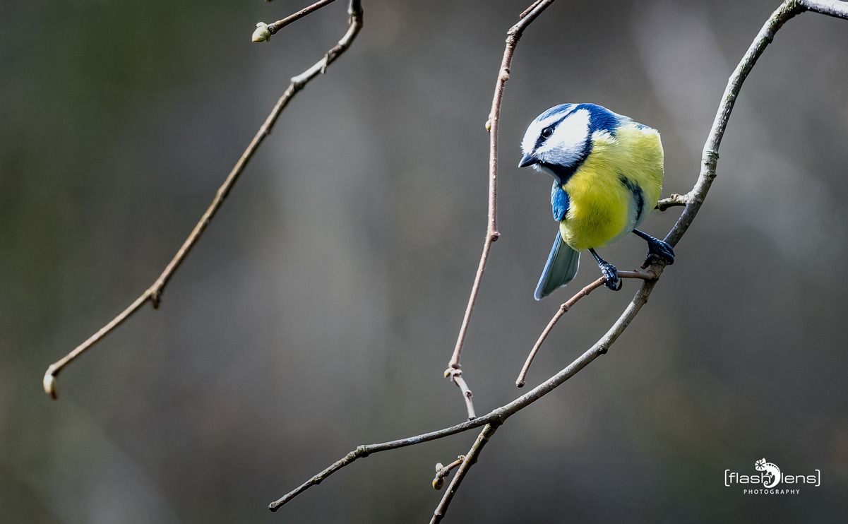 gartenvoegel