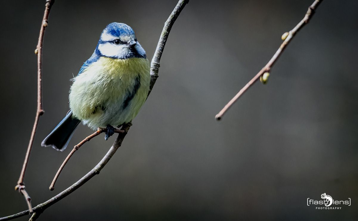 gartenvoegel