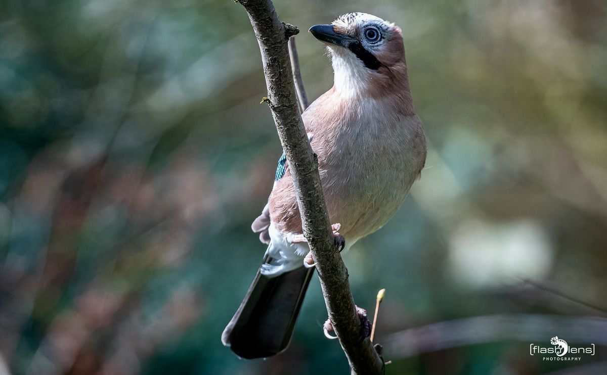 gartenvoegel