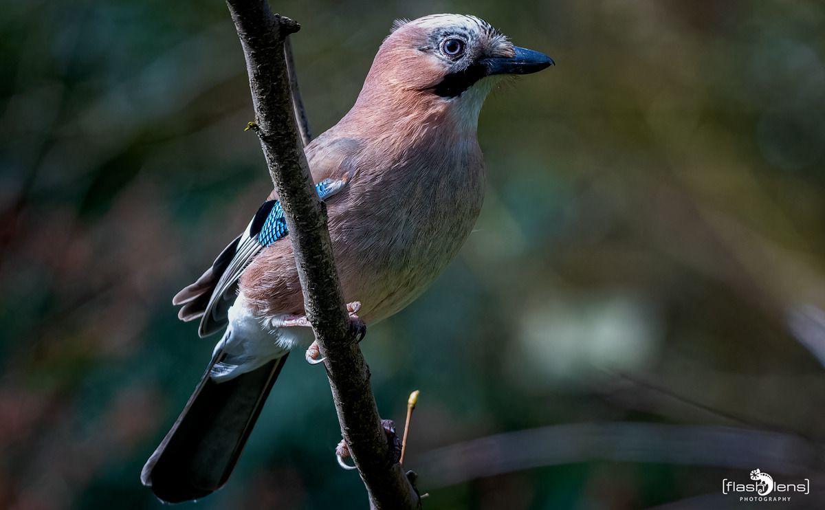 gartenvoegel