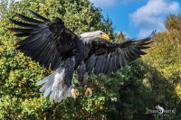 falknerei bergisch land greifvoegel flugshow