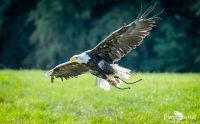 falknerei bergisch land greifvoegel flugshow