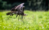 falknerei bergisch land greifvoegel flugshow