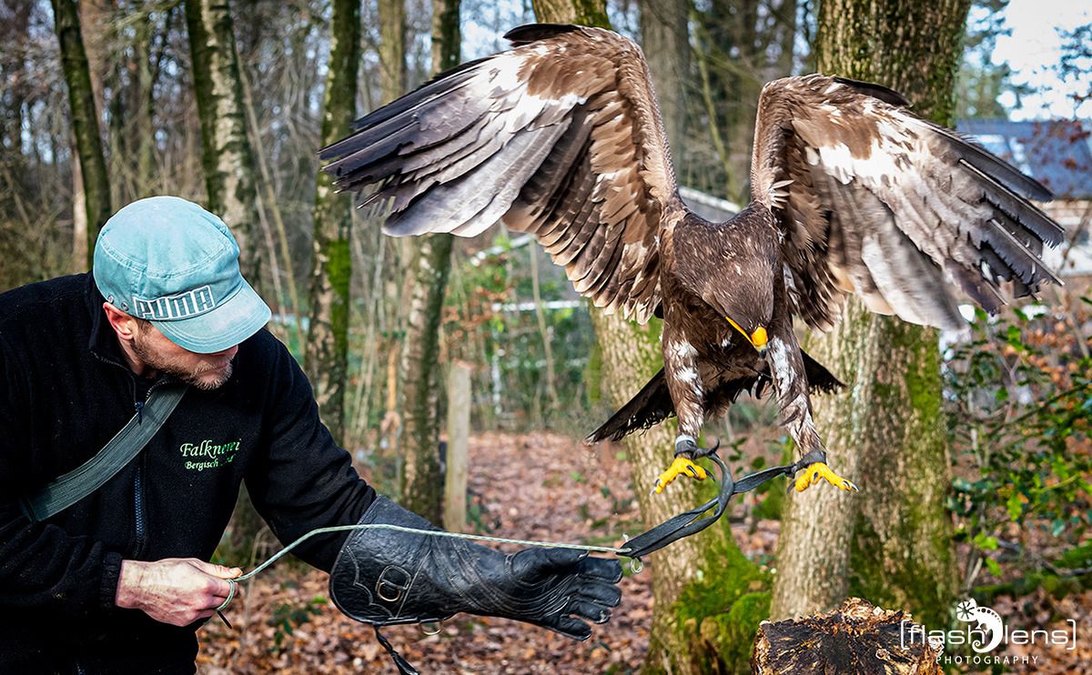 falknerei bergisch land greifvoegel portraits