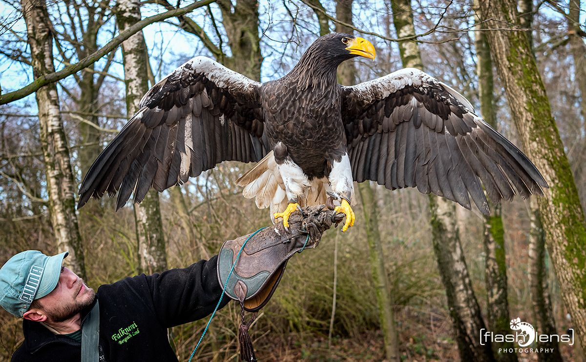 falknerei bergisch land greifvoegel portraits