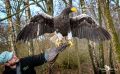 falknerei bergisch land greifvoegel portraits