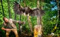 falknerei bergisch land greifvoegel portraits