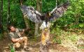falknerei bergisch land greifvoegel portraits