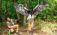 falknerei bergisch land greifvoegel portraits