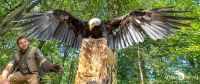 falknerei bergisch land greifvoegel portraits