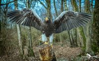 falknerei bergisch land greifvoegel portraits