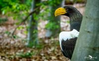 falknerei bergisch land greifvoegel portraits