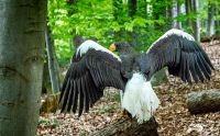 falknerei bergisch land greifvoegel portraits