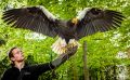 falknerei bergisch land greifvoegel portraits