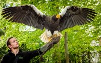falknerei bergisch land greifvoegel portraits