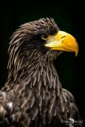 falknerei bergisch land greifvoegel portraits