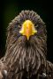 falknerei bergisch land greifvoegel portraits