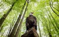 falknerei bergisch land greifvoegel portraits