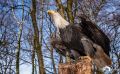 falknerei bergisch land greifvoegel portraits