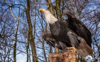 falknerei bergisch land greifvoegel portraits