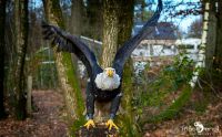 falknerei bergisch land greifvoegel portraits
