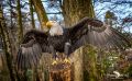 falknerei bergisch land greifvoegel portraits