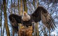 falknerei bergisch land greifvoegel portraits