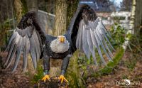 falknerei bergisch land greifvoegel portraits