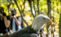 falknerei bergisch land greifvoegel portraits