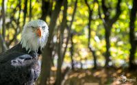 falknerei bergisch land greifvoegel portraits
