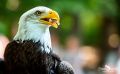 falknerei bergisch land greifvoegel portraits