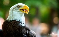 falknerei bergisch land greifvoegel portraits