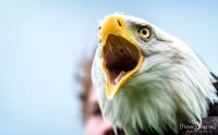 falknerei bergisch land greifvoegel portraits
