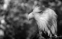 falknerei bergisch land greifvoegel portraits