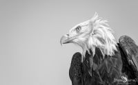 falknerei bergisch land greifvoegel portraits