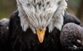 falknerei bergisch land greifvoegel portraits
