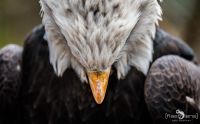 falknerei bergisch land greifvoegel portraits