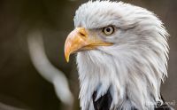 falknerei bergisch land greifvoegel portraits