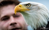falknerei bergisch land greifvoegel portraits