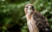 falknerei bergisch land greifvoegel portraits