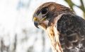 falknerei bergisch land greifvoegel portraits