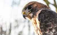 falknerei bergisch land greifvoegel portraits